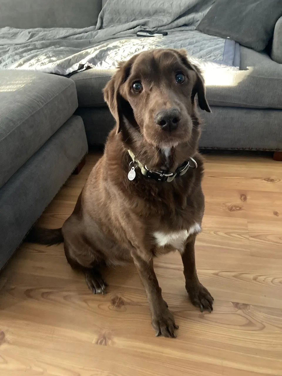 A brown dog sitting on the wood floor beside our couch
