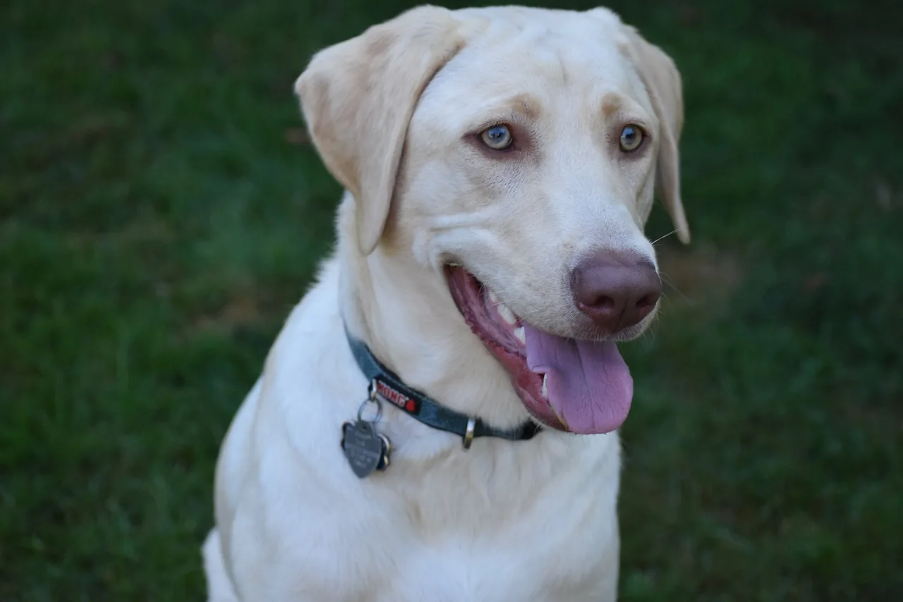 A close-up portrait of Blue in the garden