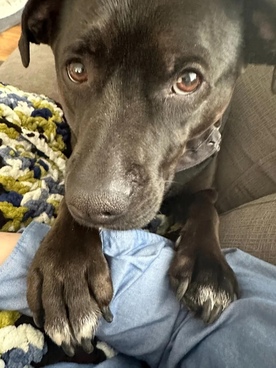 A black dog guest looking up from a cozy blanket