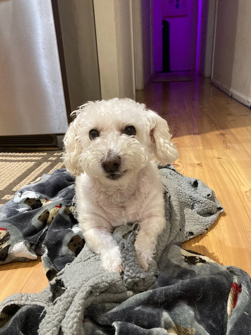 A small white dog sitting on a blanket in our home
