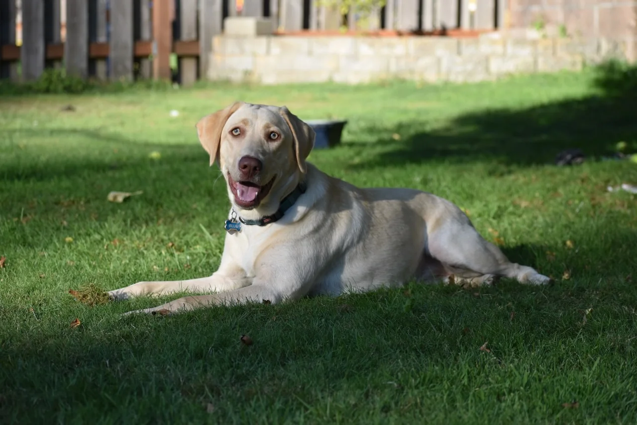 One of our beloved yellow Labradors enjoying the lawn